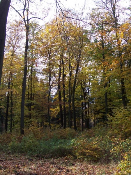 Datei:Naturwald.jpg